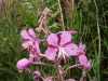 Rosebay Willowherb (Chamerion angustifolium)