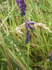 Tufted Vetch (Vicia cracca)