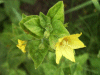 Creeping Jenny (Lysimachia nummularia)