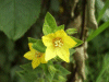 Creeping Jenny (Lysimachia nummularia)