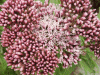 Hemp Agrimony (Eupatorium cannabinum)