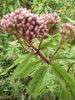 Hemp Agrimony (Eupatorium cannabinum)