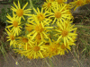 Oxford Ragwort (Senecio squalidus)