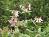 Policeman's Helmet/Himalayan Balsam (Impatiens glandulifera)