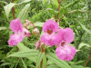 Policeman's Helmet/Himalayan Balsam (Impatiens glandulifera)