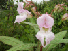 Policeman's Helmet/Himalayan Balsam (Impatiens glandulifera)