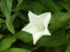 Field Bindweed (Convolvulus arvensis)