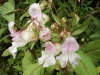 Policeman's Helmet/Himalayan Balsam (Impatiens glandulifera)