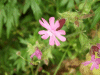 Red Campion (Silene dioica)