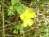 Meadow Buttercup (Ranunculus acris)