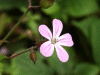Herb-Robert (Geranium robertianum)