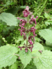 Hedge Woundwort (Stachys sylvatica)