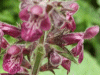 Hedge Woundwort (Stachys sylvatica)