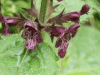 Hedge Woundwort (Stachys sylvatica)