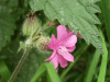 Red Campion (Silene dioica)