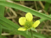 Wood Aven/Herb Bennet (Geum urbanum)
