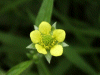 Wood Aven/Herb Bennet (Geum urbanum)