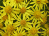 Oxford Ragwort (Senecio squalidus)