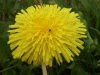 Dandelion (Taraxacum officinale)