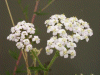 Yarrow (Achillea millefolium)