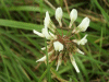 White Clover/Dutch Clover (Trifolium repens)