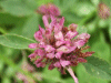 Red Clover (trefolium repens)