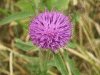 Common Knapweed (Centaurea nigri)