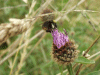 Bee on Common Knapweed (Centaurea nigri)