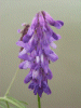 Tufted Vetch (Vicia cracca)