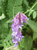Tufted Vetch (Vicia cracca)