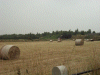 Fresh Bales of Hay in the fields