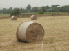 Fresh Bales of Hay in the fields