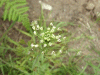 Shepherd's-Purse (Capsella bursa-pastoris)