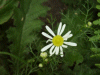 Scentless Mayweed (Matricaria perforata)
