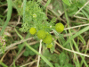Scentless Mayweed (Matricaria perforata) or Pineapple Mayweed (Matricaria matricarioides) 