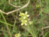 Hedge Mustard (Sisymbrium officinale)