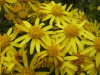 Oxford Ragwort (Senecio squalidus)