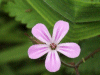 Herb-Robert (Geranium robertianum)