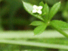 Common Cleavers (Galium aparine)