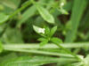 Common Cleavers (Galium aparine)