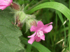 Red Campion (Silene dioica)