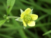 Wood Aven/Herb Bennet (Geum urbanum)
