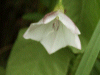 Field Bindweed (Convolvulus arvensis)