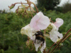 Bee entering a Policeman's Helmet/Himalayan Balsam (Impatiens glandulifera)