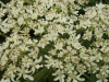 Hogweed (Heracleum sphondylium)