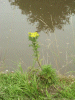 Common Ragwort (Senecio jacobaea)