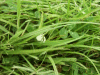 A fallen White Clover/Dutch Clover (Trifolium repens)