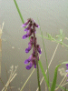 Tufted Vetch (Vicia cracca)