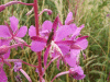 Rosebay Willowherb (Chamerion angustifolium)