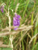Tufted Vetch (Vicia cracca)